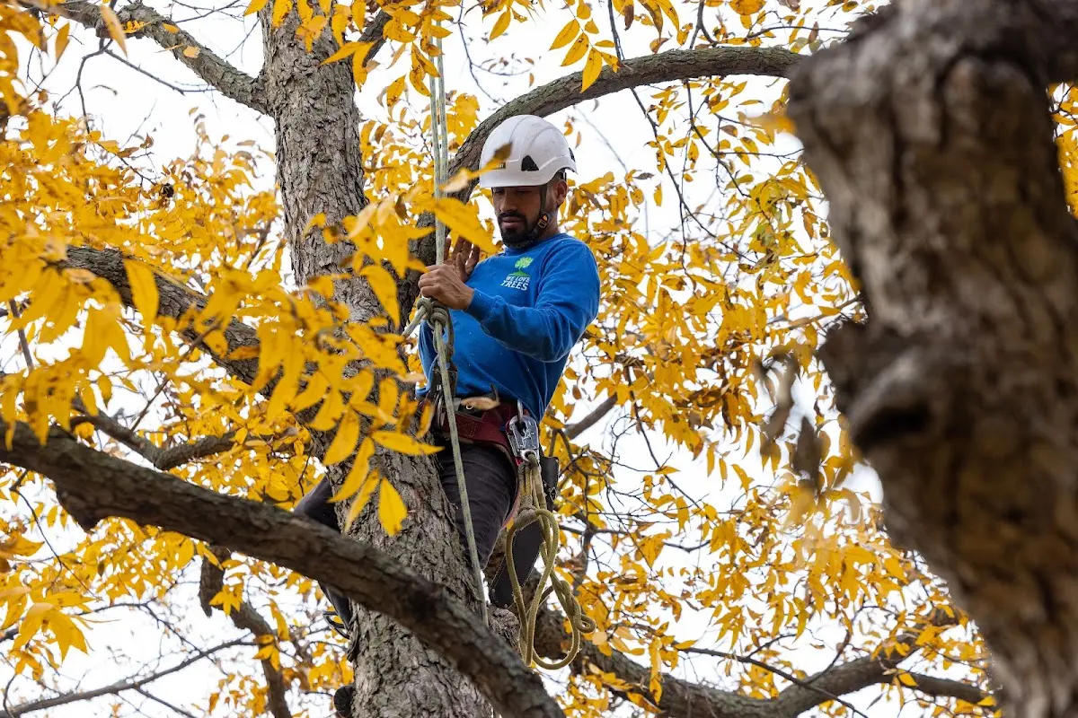 Skilled Tree Planing crew working in Medford